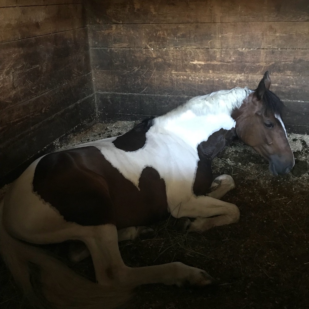 Meet your Posher, Grace